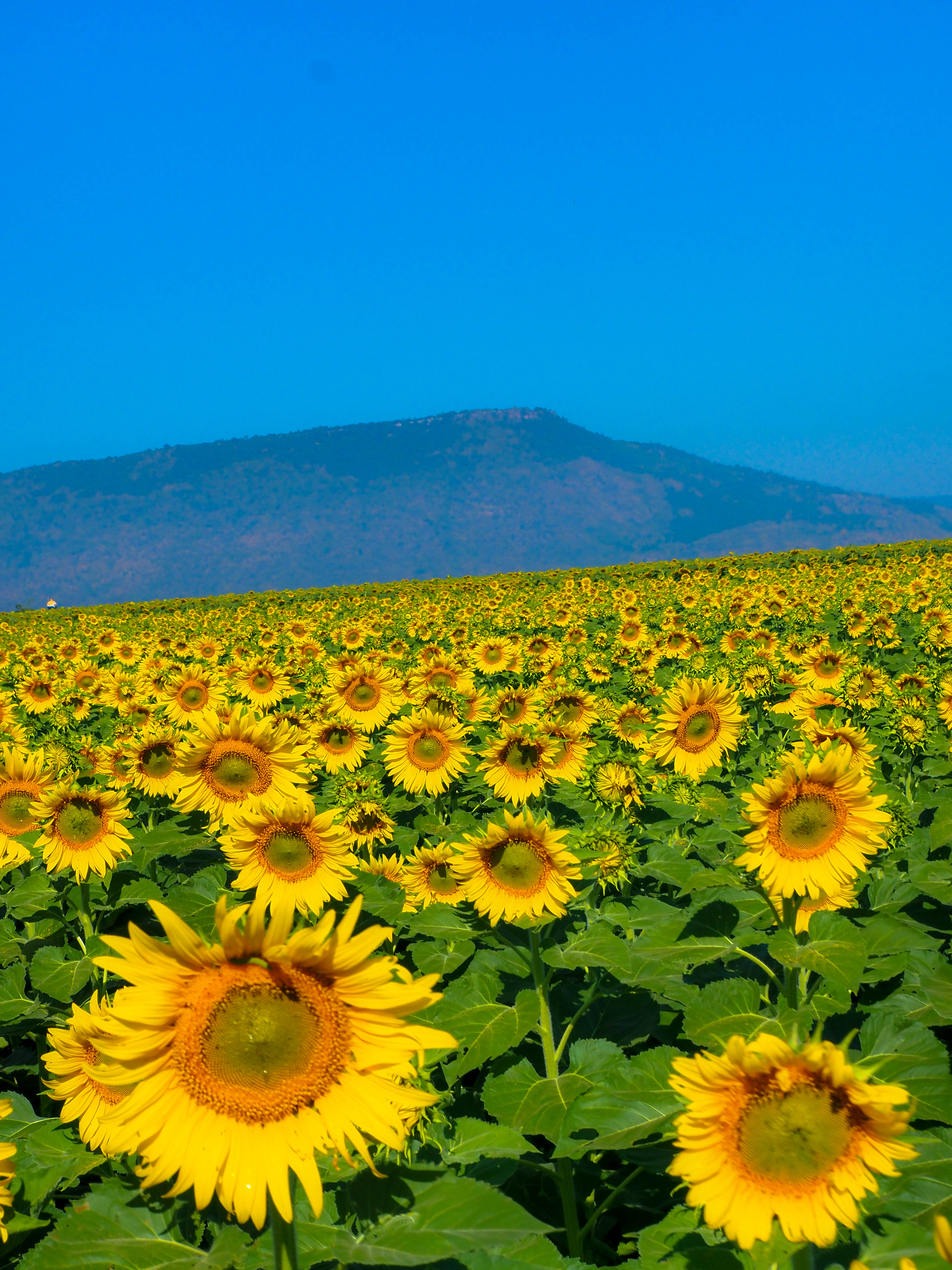 ทริปลพบุรี ทุ่งทานนตะวันบานลพบุรี เดือน ธค.-มค.ของทุกปี